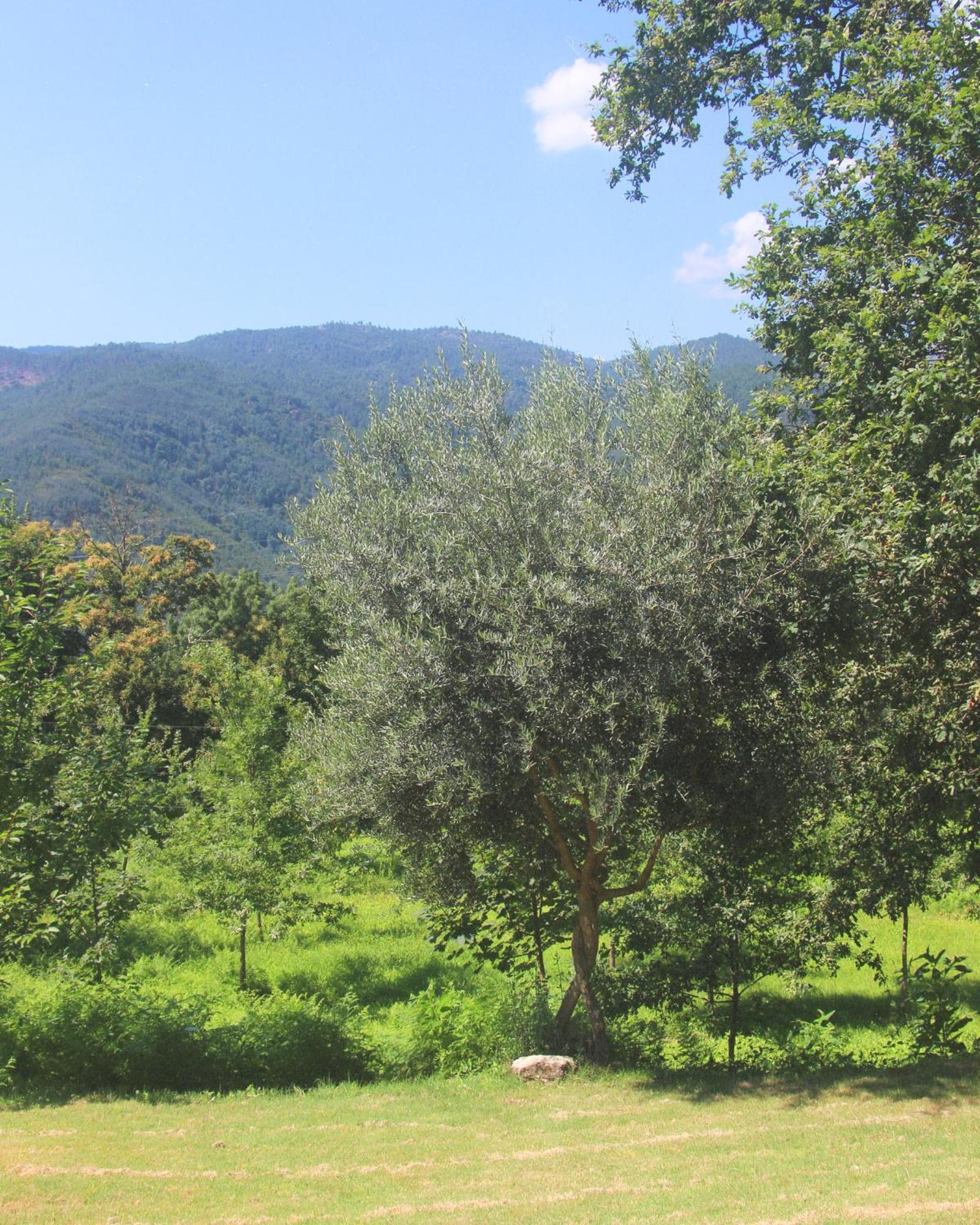 Geres - Aldeia Turistica De Louredo Villa Виейра до Миньо Екстериор снимка
